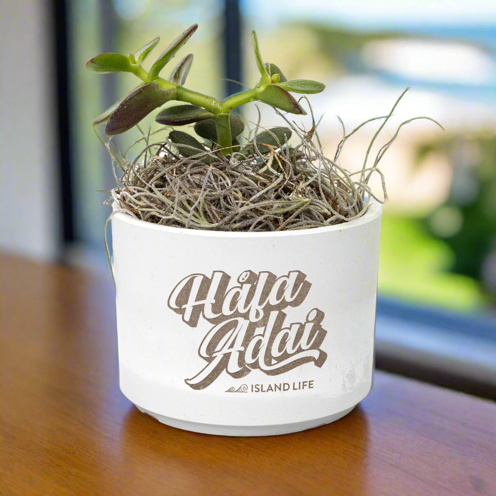 Hafa Adai Guam CNMI Desk Plant